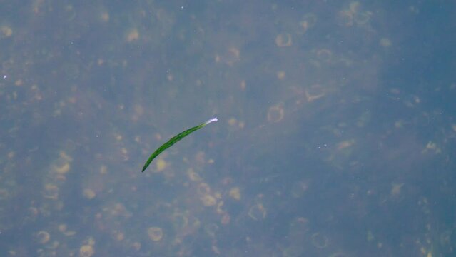 A leaf floating with shells at the bottom of a lake.