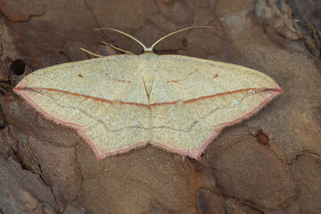 Closeup on the Blood vein moth, Timandra comae, with spread wings on wood