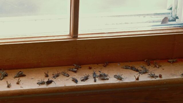 Many Dead Bugs on Wooden Windowsill - Slow Motion