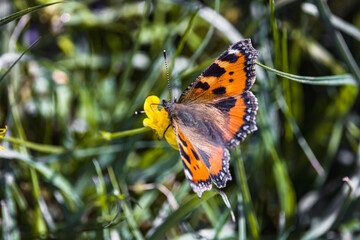 small tortoiseshell butterfly on wild flower