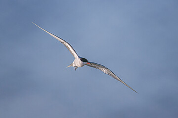 common turn in flight close up 