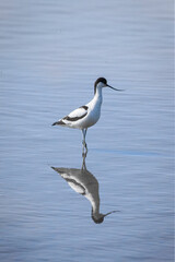 avocet standing in water with reflection