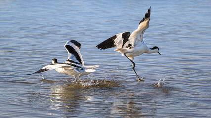 two avocet splashing in water