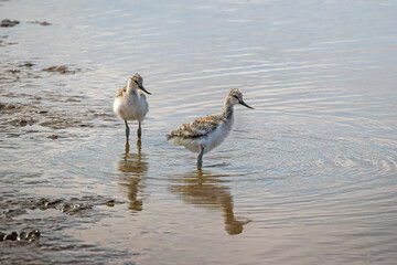 two baby avocets standing in water