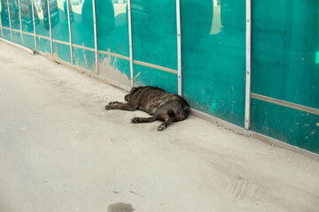 Black stray dog. Dog sleeps on asphalt. Animal in town.