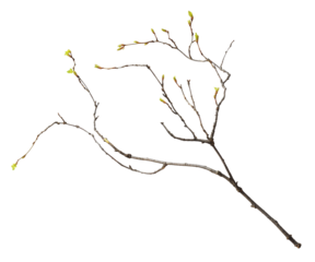 Spring twig with small green buds of leaves isolated on white or transparent background