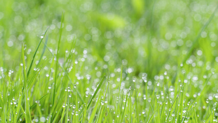 Dew lawn. Fairy morning. Natural beauty. Vibrant green grassland cover with shiny clear drops of water blur macro shooting.