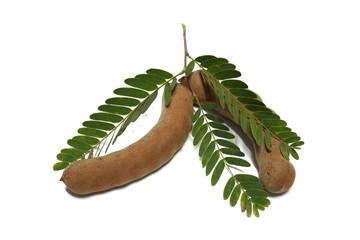 dark brown tamarind and has green leaves