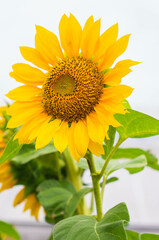 Obraz premium Beautiful blooming sunflower with green leaves