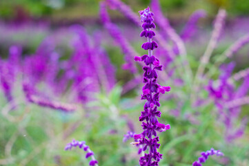 Beautiful isolated lavender in the garden