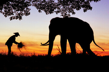 Fototapeta na wymiar Silhouette of elephants and mahout 