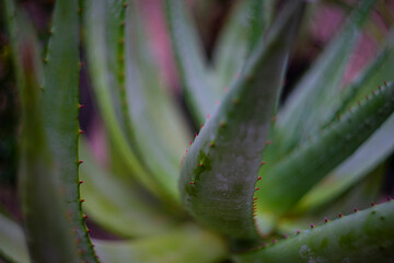 aloe  in the detail of leaf with thorns