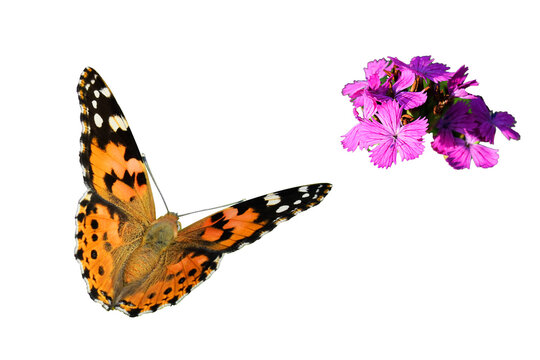 Isolated butterfly and wild nature flower