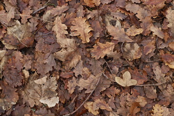 tapis de feuilles