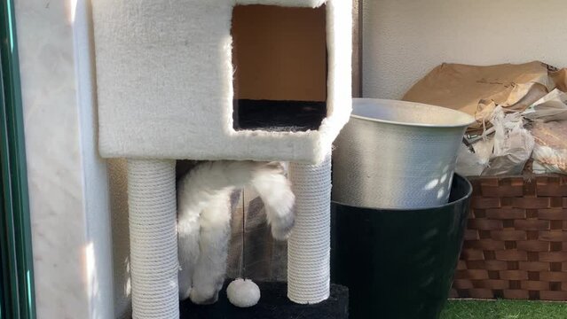 Beige cat exploring the garden in autumn. Curious kitten wandering outdoors, sniffing and looking at the pots.