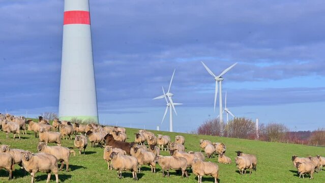 Natural Harmony: Sheep and Wind Farm Coexist on Beautiful Field in Brilon, Sauerland, North Rhine-Westphalia