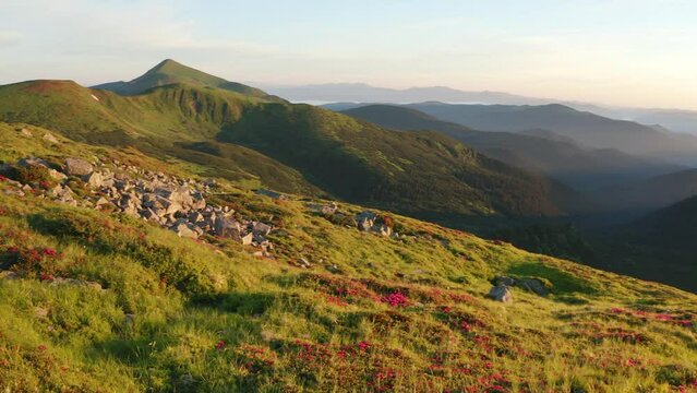 4K video (Ultra High Definition) of blooming rhodendron flowers on the green mountain hiils. Splendid summer view of Carpathian mountains. Beauty of nature concept background..