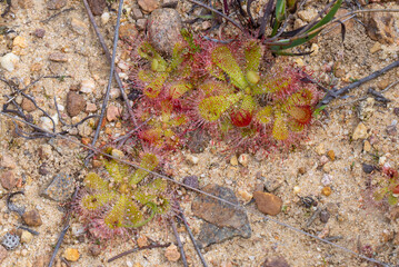Rosettes of Drosera pauciflora near Porterville in the Western Cape of South Africa