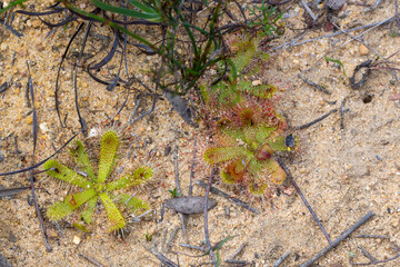 Rosettes of Drosera pauciflora near Porterville in the Western Cape of South Africa