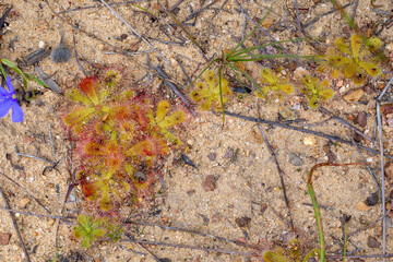 Rosettes of Drosera pauciflora near Porterville in the Western Cape of South Africa