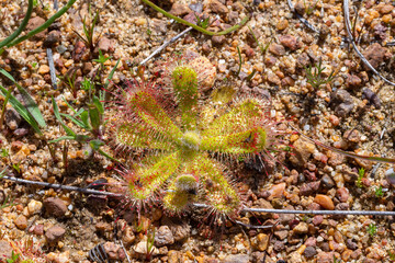 Rosettes of Drosera pauciflora near Porterville in the Western Cape of South Africa