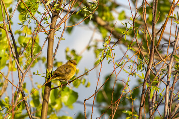 Weaver Bird close to Tulbagh in the Western Cape of South Africa
