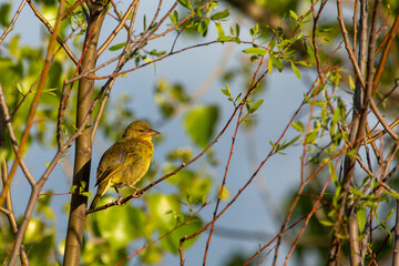 Weaver Bird close to Tulbagh in the Western Cape of South Africa