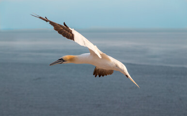Northern Gannet - Morus Bassanus flight over North Sea near island Heligoland.