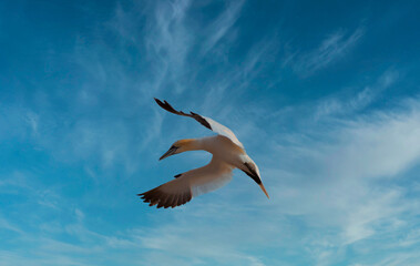 Northern Gannet - Morus Bassanus flight over North Sea near island Heligoland. Heligoland is a nature reserve and belongs to Germany.