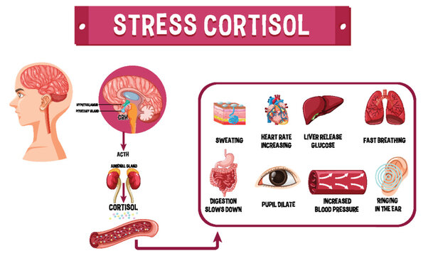 Stress cortisol system scheme