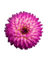 Flower with Transparent Background 01
