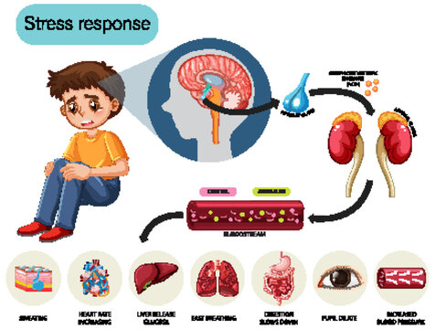 Stress response anatomical diagram with inner organs