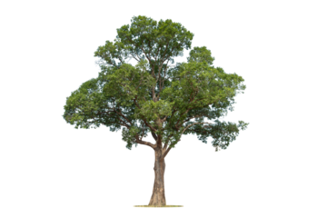 Tree on transparent picture background with clipping path, single tree with clipping path and alpha channel