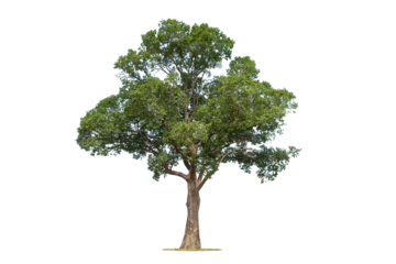 Fotobehang Tree on transparent picture background with clipping path, single tree with clipping path and alpha channel © pornsawan