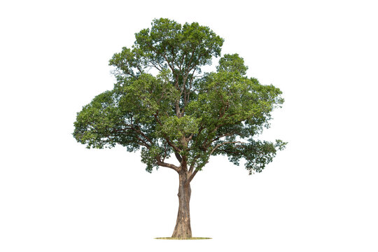 Fototapeta Tree on transparent picture background with clipping path, single tree with clipping path and alpha channel