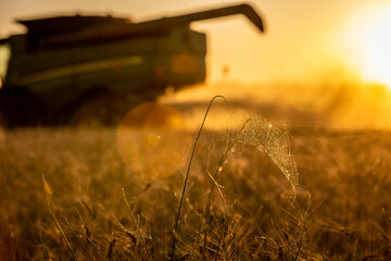 Spider Web in wheat 