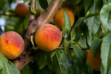 branch of fresh ripe yellow and orange peaches on a tree
