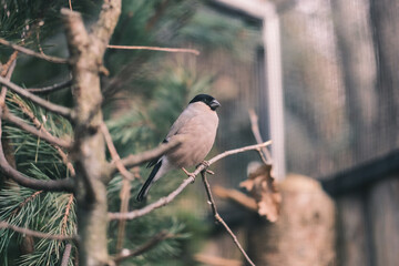 bird on a branch 