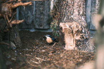 woodpecker on a tree