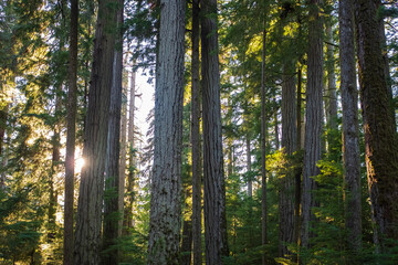 Sunny summer forest with tall trees. Summer landscape. Sunlight in a green forest. Forest of fresh green deciduous trees