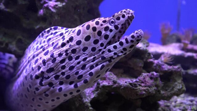 Gymnothorax undulatus or leopard moray, close-up in the aquarium