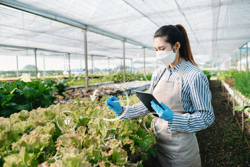Man hands gardening lettuce in farm  with growth process and chemical formula on green background....