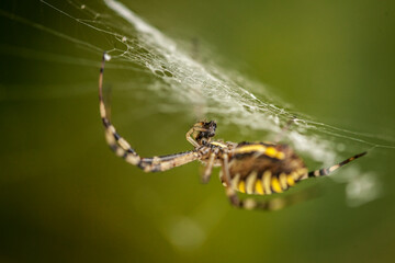 spider on a web, wasp spider, Argiope bruennichi