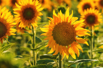 Helianthus annuus, common sunflower crop in cultivated agricultural field in sunny summer afternoon
