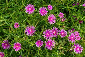 Top view of hardy iceplant, a species of sheepfigs (delosperma) in the garden