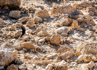 bird among the stones in the desert in Jordan