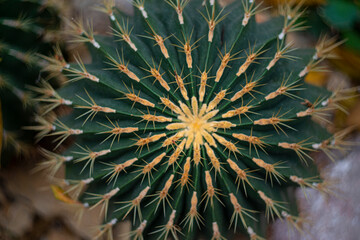 cactus (ferocactus) in the detail select focus, art picture of plant, macro photography of a plant with a small depth of field