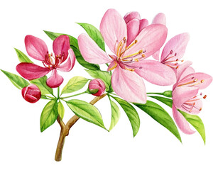 Fototapeta na wymiar Blossoms apple tree. Flowers hand-drawn watercolor, pink floral botanical illustration