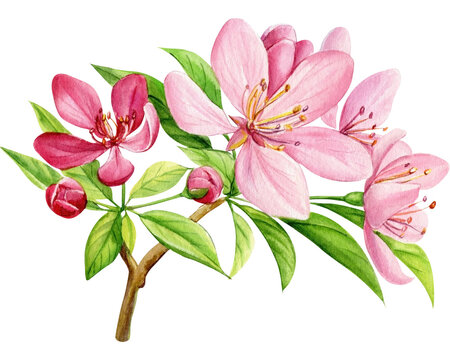 Blossoms apple tree. Flowers hand-drawn watercolor, pink floral botanical illustration