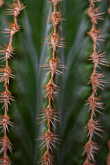 cactus in the detail select focus, art picture of plant, macro photography of a plant with a small depth of field